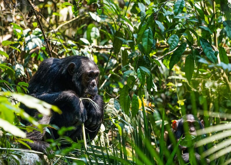 Nina R Flickr CCl Chimpanzee Uganda 30741134734_a3955cd8eb_o