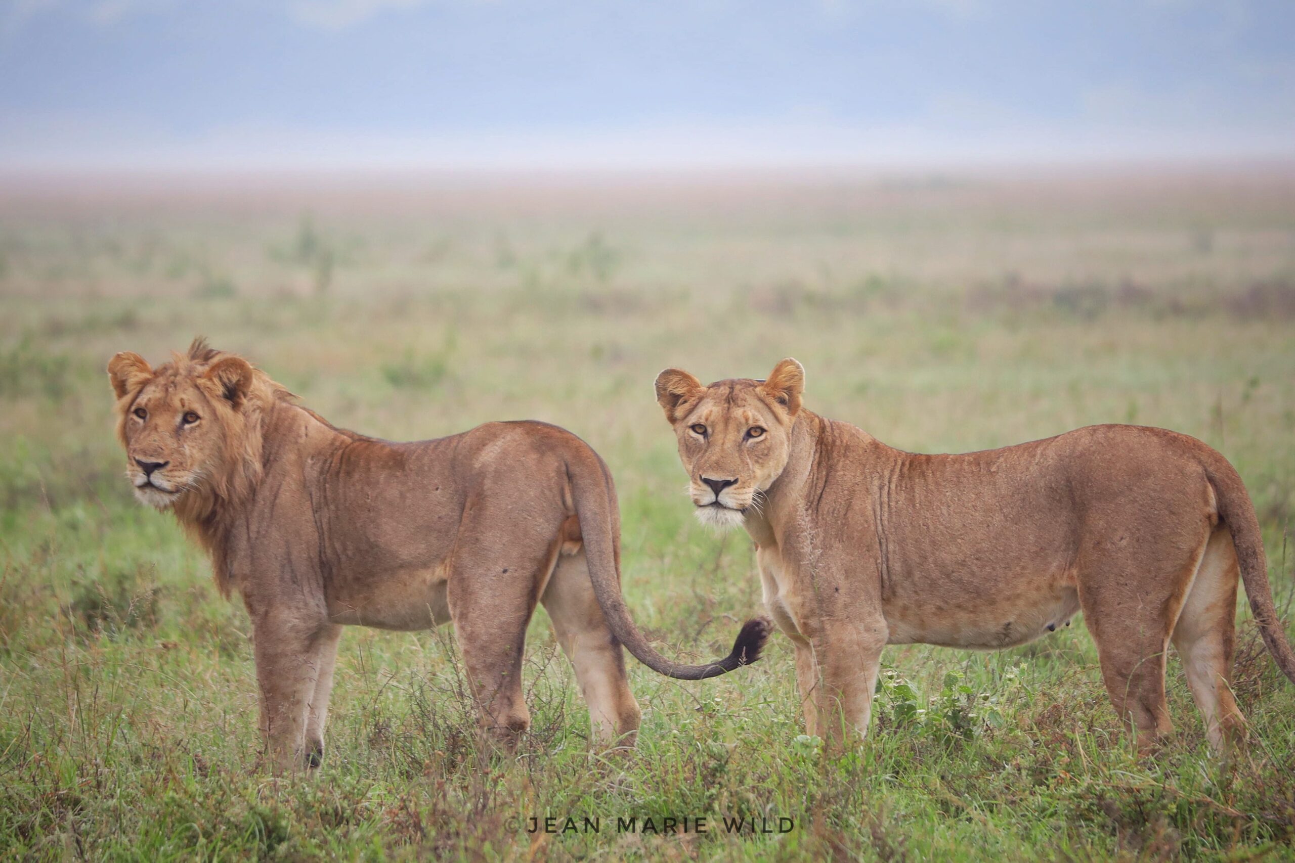 Lions in Akagera National Park by Jean Marie
