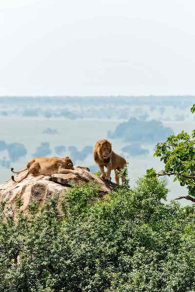 Uganda Lions