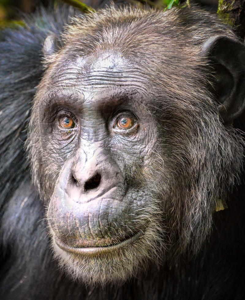 Primates of Rwanda