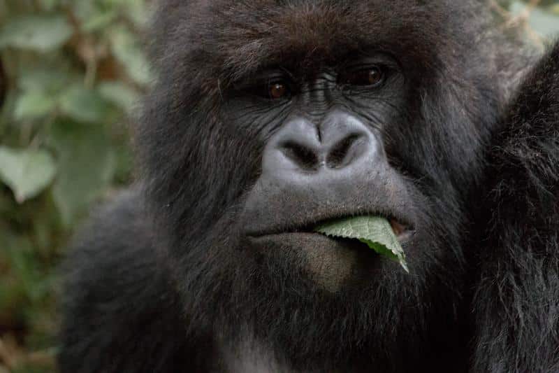 gorilla-tracking-day-trip-2