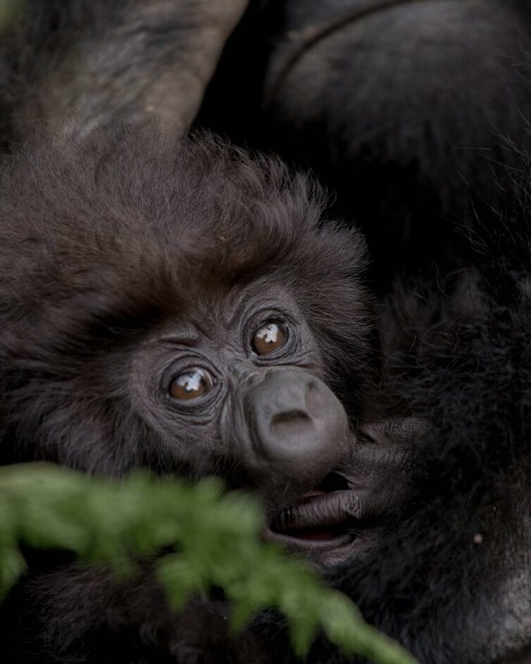 mountain-gorillas-the-great-lake-3-days-4