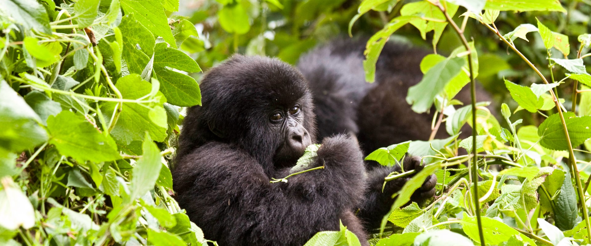 primates-of-rwanda-7-days-4-full-width
