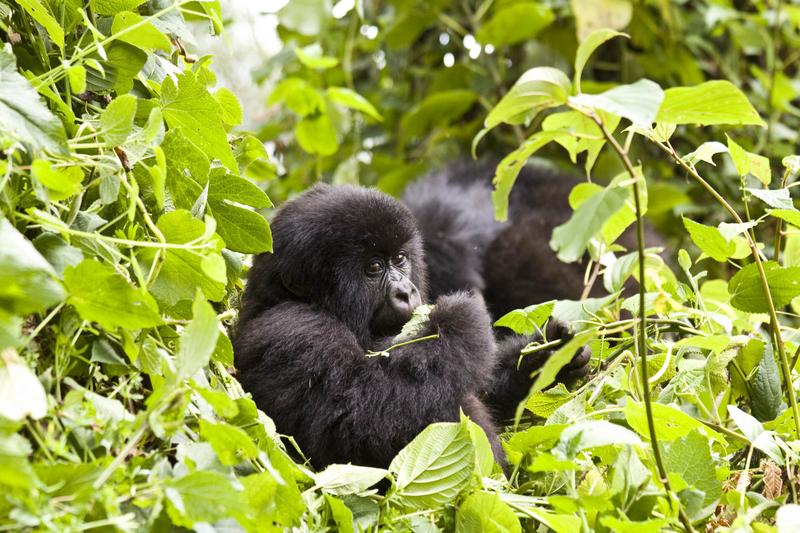 primates-of-rwanda-7-days-4