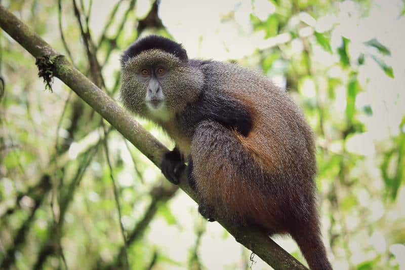 tracking-ugandan-gorillas-3-days-2