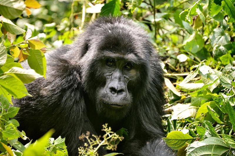 tracking-ugandan-gorillas-3-days-4