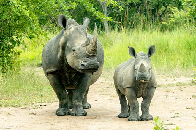 mother-and-baby-rhino-on-road