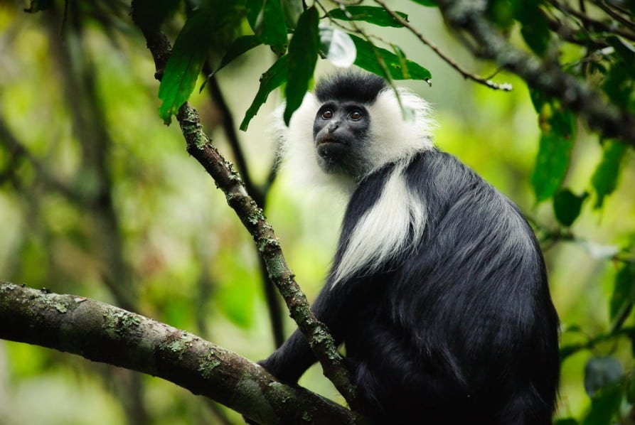 Colobus monkey lonely