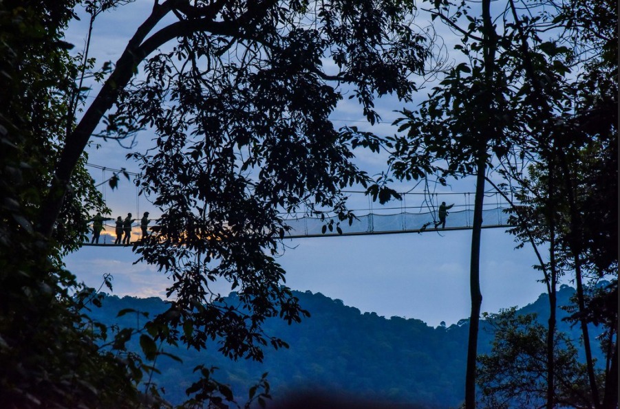 Nyungwe Canopy 1