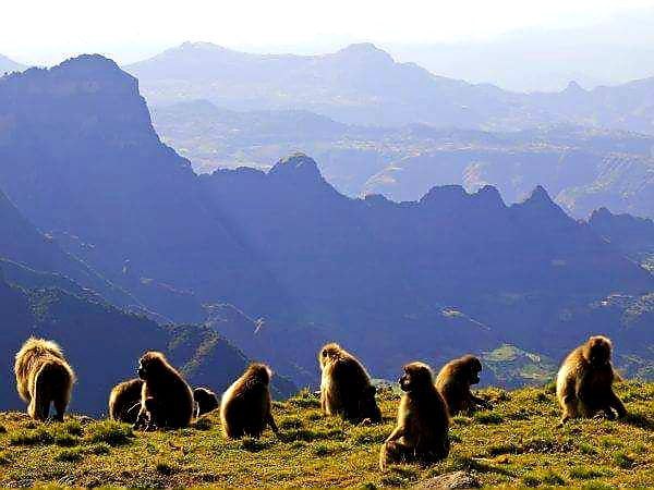 Gelada Baboon 1