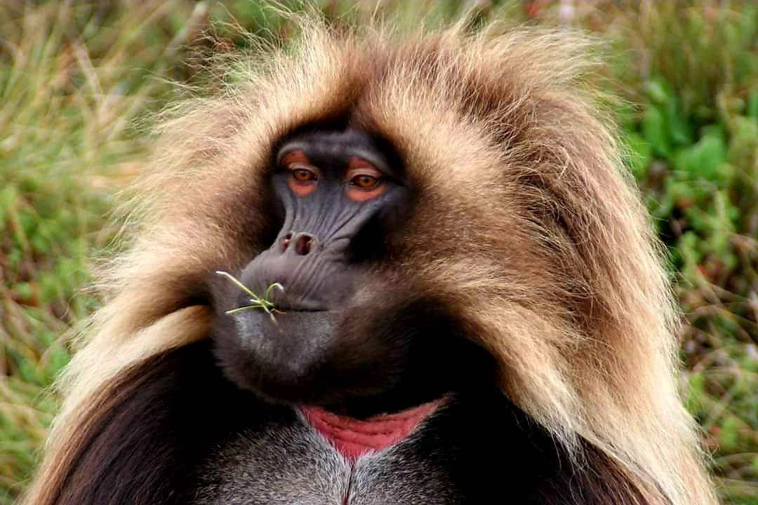 Gelada Baboon