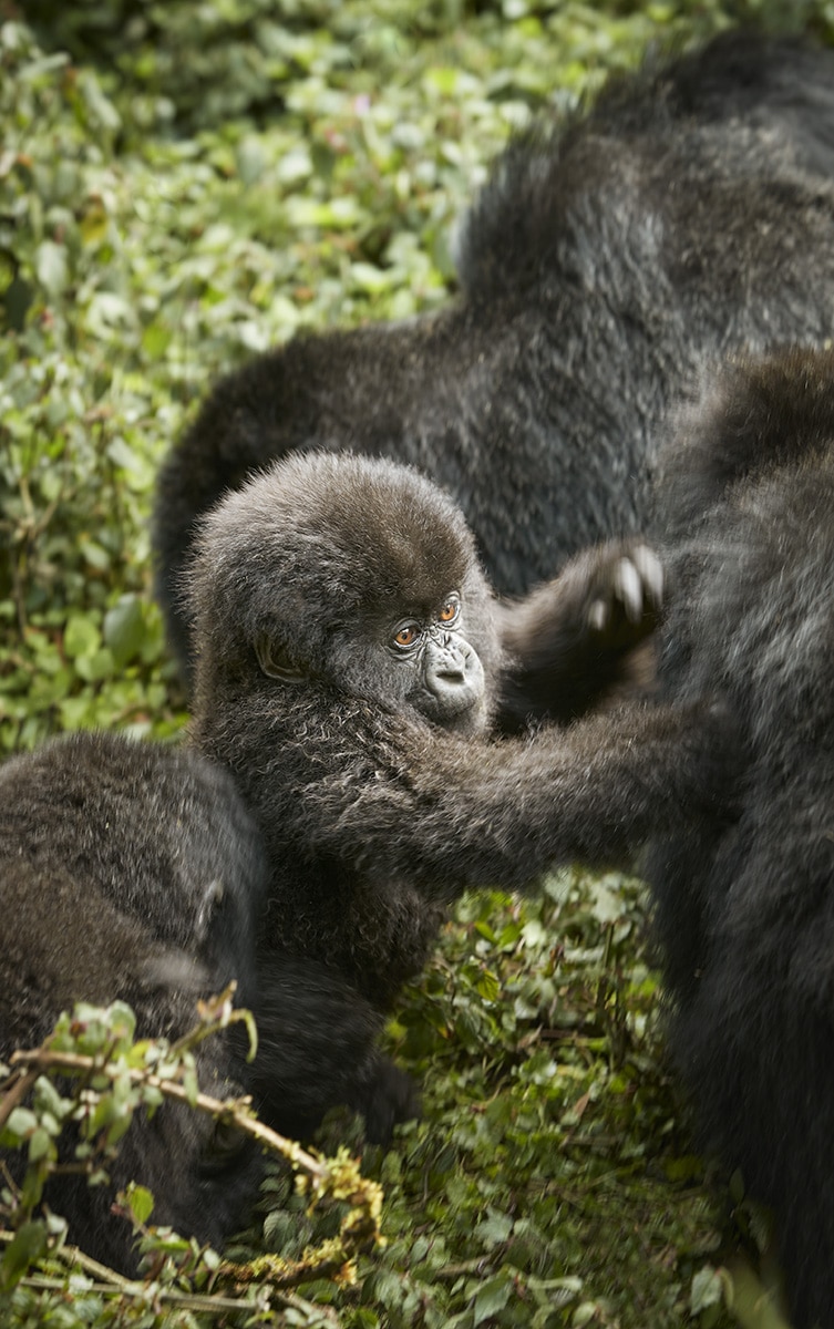 Gorillas