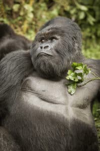 Gorillas