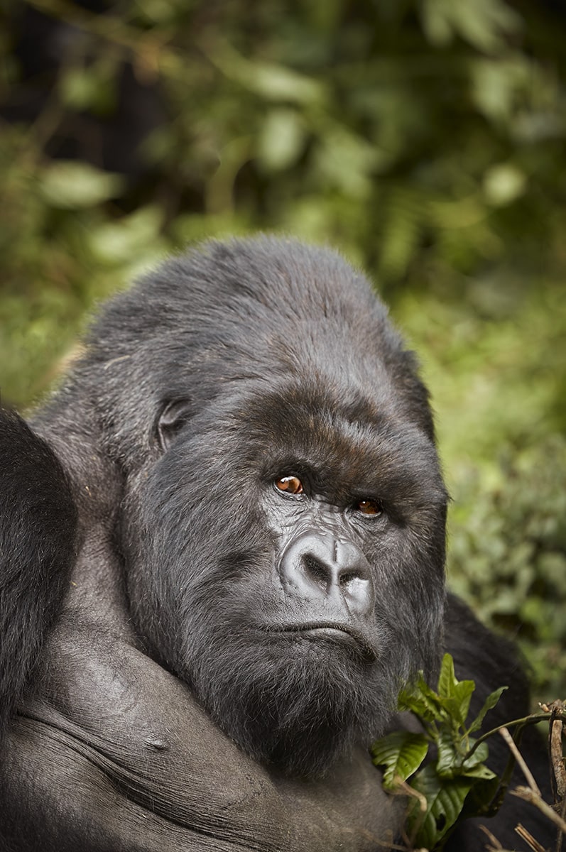 Gorillas