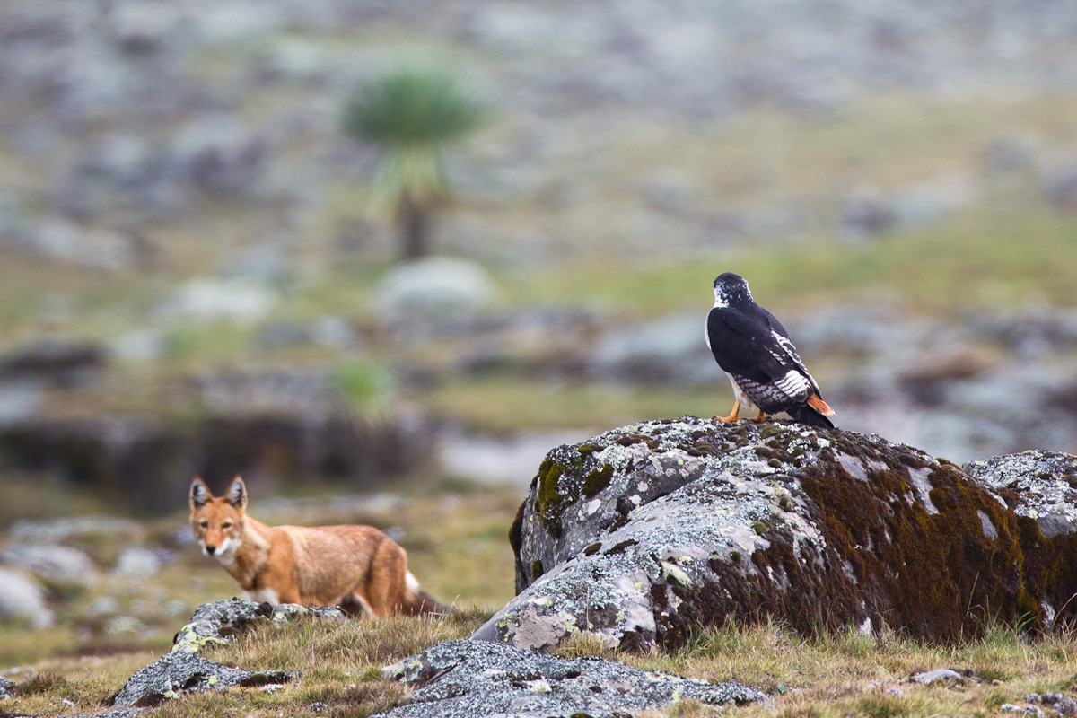 Ethiopian Wolf Project