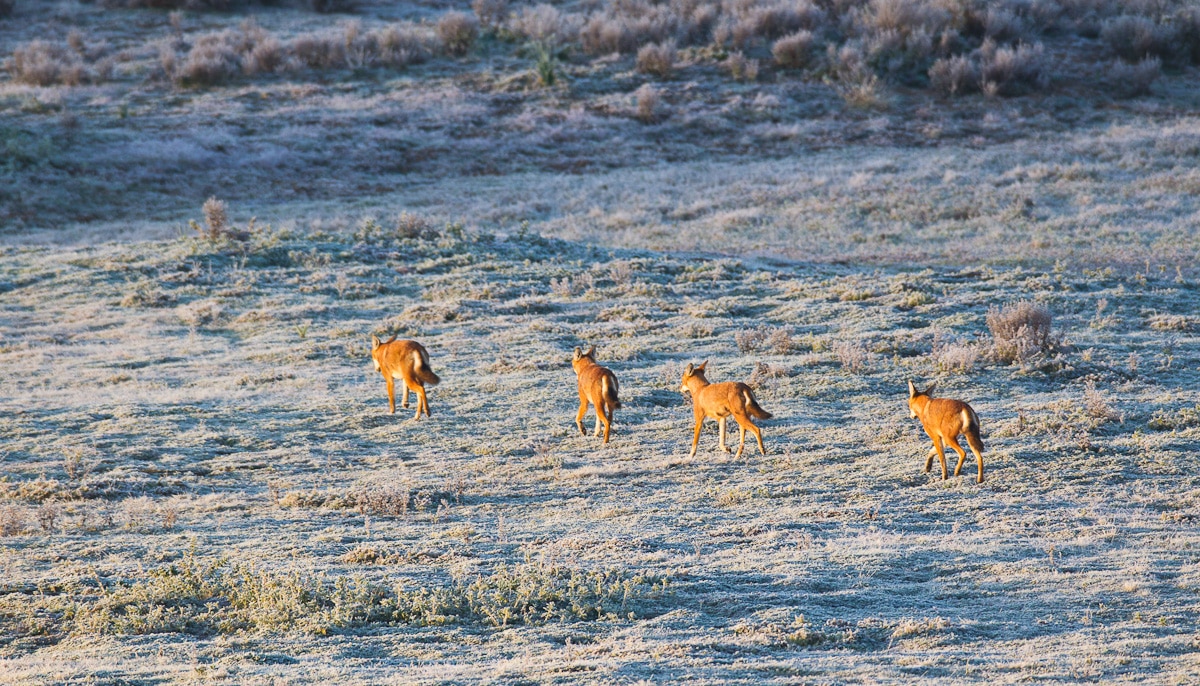 Ethiopian Wolf Project